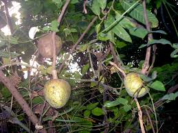 Image result for Annona reticulata