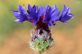 Image result for Centaurea praecox