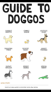 Pin By Emma Patton On Hi Larious Cute Corgi Funny Animals Doggo