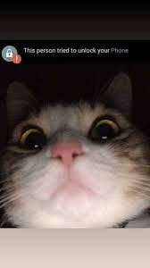 For the best cat and animal cute pet videos, subscribe to my channel! Cat Memes Of The Day 30 Pics Ep66 Animalmemes Catmemes Memes Lovely Animals World Cat Memes Cat Memes Clean Funny Animal Memes