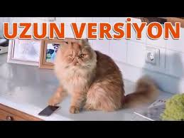 Vodafone Kedi Neriman Reklami Uzun Versiyon Bebeklerin Sevdigi Reklamlar Kedi Bebek