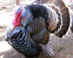 bronze turkey characteristics breed information modern