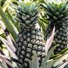Jul 15, 2021 · one of the best ways to tell if a pineapple is ripe is by smelling it. Https Encrypted Tbn0 Gstatic Com Images Q Tbn And9gcs8dszyflchayunb45lcalwjmn4ayqfdswbj D1kjabzgxdg9rz Usqp Cau