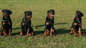 Does the dog in your life have a cat in theirs? What Are The Most Common Rottweiler Names Rottweilerhq Com
