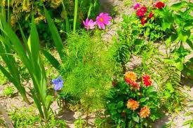 Biji mahoni yang rasanya pahit. 36 Macam 100 Jenis Tanaman Obat Keluarga Toga Nona Tani