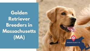 Because there can be variation in the puppies, you will want to ask the breeder about the other dog in the cross. 31 Golden Retriever Breeders In Massachusetts Ma Golden Retriever Puppies For Sale Animalfate