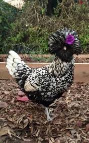 Img Polish Chicken Polish Chickens Breed Polish Chickens Eggs