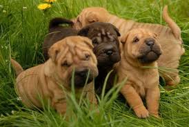 The decadent, flowing robes and gowns designed. Shar Pei Price Range Shar Pei Puppies For Sale Cost Shar Pei Breeders
