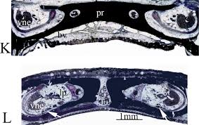 Enjoy the beautiful mountain views and watch the wildlife pass by while sitting on the deck sipping your morning coffee. Comparative Morphology Of Plethodontid Olfactory And Vomeronasal Organs How Snouts Are Packed