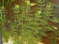 Image result for Ceratophyllum
