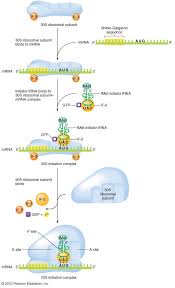 In the process, the ribosome translates the mrna produced from dna into a chain of specific amino acids. Initiation Of Mrna Translation