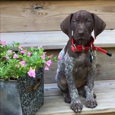 Louis, missouri has german shorthaired pointer puppies for sale! Roxy German Shorthaired Pointer Pup Classic Look 8 Weeks German Shorthaired Pointer Best Friends Pets Pointer Puppies