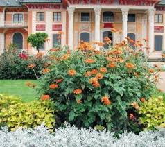 Image result for Tithonia