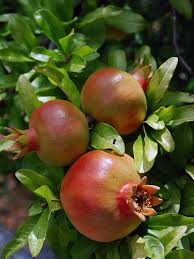 From evergreens to fruit trees and more, these plants and trees are designed to thrive in your landscape. Sweet Salavatski High Yield Pomegranate Tree Punica Granatum Urban Perennials
