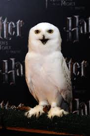 Pin Op Harry Potter