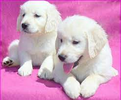 We did not find results for: White Golden Retriever Limpopo South Africa Cute Doggies And Puppies Free Images