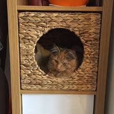Ikea Kallax Expedit Katzenkorb 34 X 33 X 33 Cm Natur Korb Aus Etsy Kallax Ikea Ikea Kallax Shelf Cat Basket