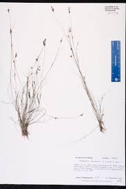 Image result for Bulbostylis sp.no.4