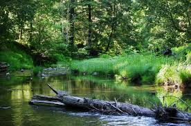 A Creek A Wood A Peace Landscape Affiliate Wood Creek Landscape Peace Ad Nature Images Stock Images Free Image