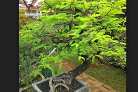 Cara Membuat Bonsai Pohon Asem Jawa Tamarindus Indica
