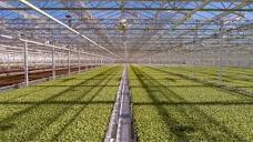 Little Leaf Farms raises $300 million in new capital - Produce Grower