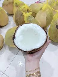 Dừa sáp được ưa chuộng không chỉ vì vị ngon mà là còn vì hàm lượng dưỡng chất cao. Dá»«a Sap Tra Vinh Mua Ban Gia Tá»'t