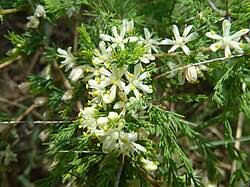 Image result for Asparagus flavicaulis