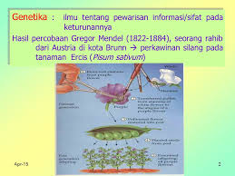 Maybe you would like to learn more about one of these? Pewarisan Sifat Hukum Mendel Tim Biologi Umum Dept Biologi Fak Ppt Download