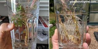 To turn honey into a rooting hormone, you simply want to boil two cups of water and put in a tablespoon of honey. Everything You Need To Know About Rooting Hormone You Should Grow