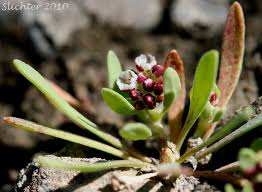 Image result for Corrigiola