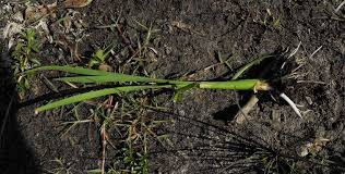 Image result for Juncaginaceae