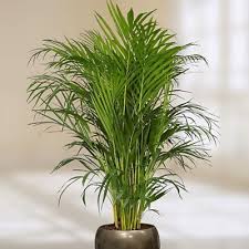 Image result for Dypsis lutescens