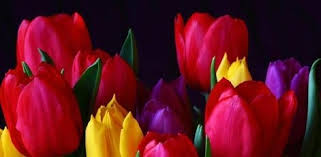Oggi è il compleanno di qualcuno che occupa un posto speciale nel tuo cuore e non sai cosa regalare? I Fiori Da Regalare Agli Uomini Fiori A Domicilio