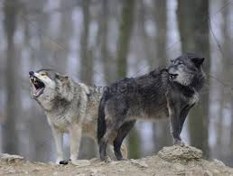 Canadian Wolves Mackenzie Wolf Canadian Wolf Timber Wolf Canis Lupus Occidentalis Wolf Life Beautiful Wolves Timber Wolf