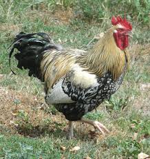 Wyandotte chickens come with different color variety. Golden Laced Wyandotte Golden Hen And Silver Rooster Mix Chickens Backyard Raising Backyard Chickens Barnyard Buddies