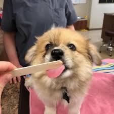 Check spelling or type a new query. The Pet Wellness Clinic Fort Collins Co