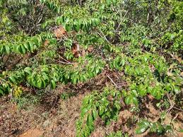 Image result for Maprounea