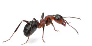 Things to do in columbus, oh. Ants Knox Pest Control
