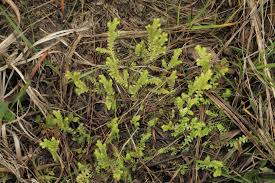 Image result for Selago cecilae