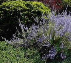 Image result for perovskia atriplicifolia 'little spire'