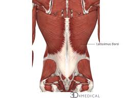 Start studying lower back muscles. Muscles Advanced Anatomy 2nd Ed