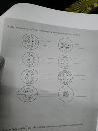 We did not find results for: 18 Label The Following Stages Of A Cell Undergoing Chegg Com