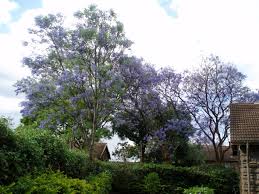Texas top 5 summer flowering trees fannin tree farm. Jacarandas Here S The Thing