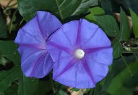 Image result for Ipomoea involucrata