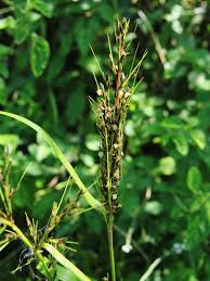 Image result for Scleria sp.no.1