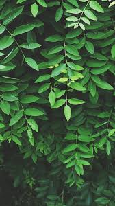 Samalamscribbles Green Aesthetic Green Wallpaper Nature Aesthetic