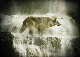 Pin By Karen Roberts On Wolves Animal Spirit Guides Wolf Dog Beautiful Wolves