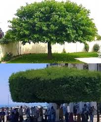 Image result for Albizia glaberrima