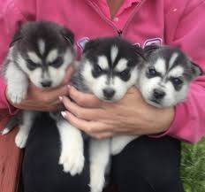 We did not find results for: Husky Puppies For Sale Champion Blood Lines Midwestctrysiberians