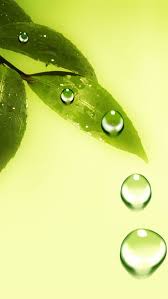 Maybe you would like to learn more about one of these? Green Leaf And Water Drops Iphone 8 Wallpapers Free Download